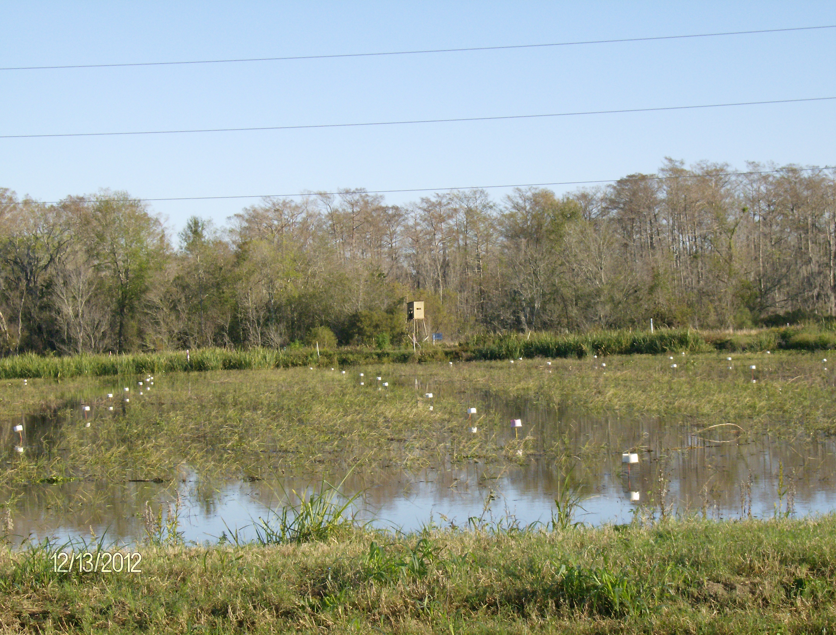 crawifsh pond 5